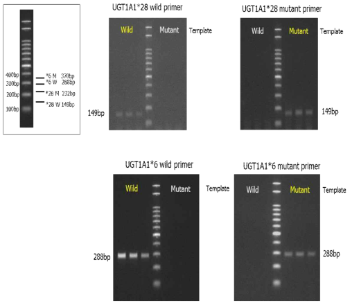 AS-PCR 결과