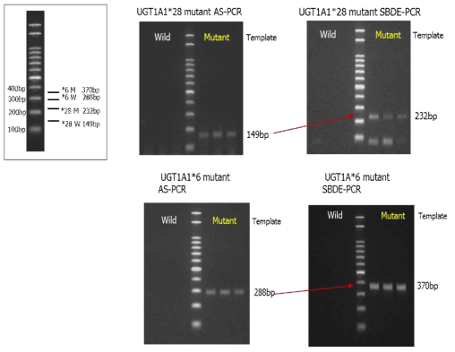 SBDE-PCR 결과