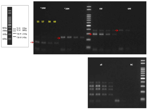 AS-PCR과 SBDE-PCR을 이용하여 4가지 Template 동시 분석