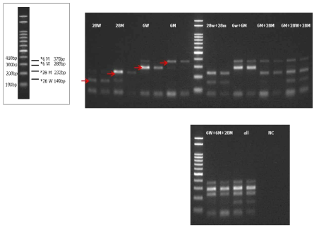 Homozygote와 Heterozygote의 동시분석