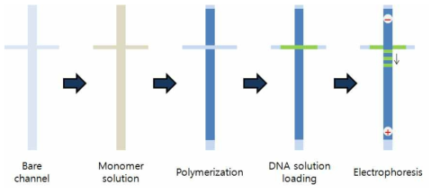 칩 내 acrylamide 폴리머화 과정과 DNA의 분리 전 과정