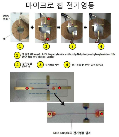 마이크로 칩 (Lab-PCR-Polymer-Chip) 내 DNA단편의 분리를 위한 전기 영동 (초기버젼)