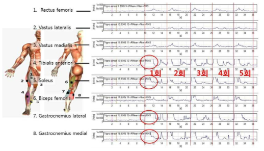 8개 부위 근육의 근전도 측정 결과