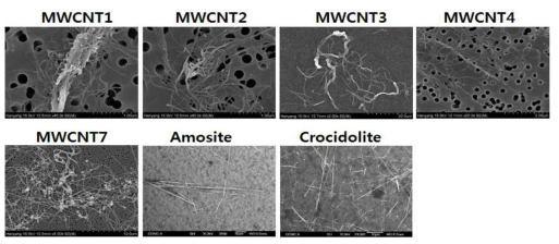 MWCNT의 동물에 투여하는 조건에서의 분산성 확인을 위한 주사전자현미경 MWCNT7에 비하여 MWCNT1~4의 분산성이 좋지 않게 관찰되었다.