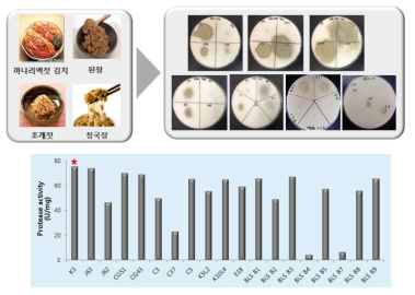 고활성의 단백질 분해 효소 보유 발효식품 미생물 탐색