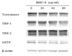 Effects of BHC-S on melanogenesis and expression of melanogenesis-related protein in melan-a cells.