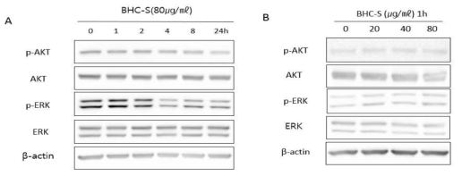 Effects of BHC-S on AKT, ERK protein expression in melan-a cell.