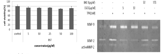 (A)Effects of BHC-S on viability in HaCaT cells. The cells were cultured BHC-S for 1days, and cell cytotoxicity was determined by CCK-8 cell counting kit. (B)Inhibitory effect of BHC-S on MMP-9,MMP-2 expression in 12- O -Tetradecanoylphorbol-13-acetate(TPA)-stimulated HaCaT cells.