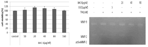 (A)Effects of cultured BHC-S on viability in HDF cells. The cells were cultured with BHC-S for 3days, and cell cytotoxicity was determined by CCK-8 cell counting kit. (B)Inhibitory effect of cultured BHC-S on MMP-9, MMP-2 expression in 12- O -Tetradecanoylphorbol-13-acetate(TPA)-stimulated HDF cells.