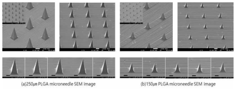 (a) 250㎛, (b) 150㎛ PLGA 마이크로니들 SEM 사진