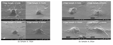 Sample A를 pig skin에 5, 15, 30, 60분 부착 후 SEM 사진 (a) 150㎛, (b) 250㎛