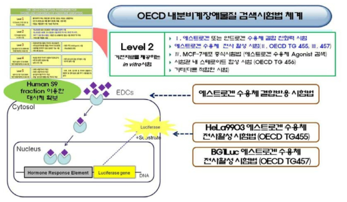 OECD 내분비계장애물질 검색시험법 체계