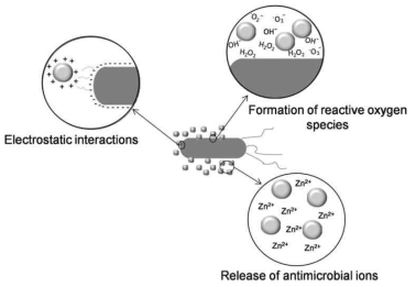 ZnO의 3 가지 항균 메커니즘