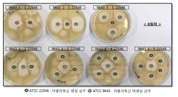 Growth inhibition of Aspergillus flavus 22546 by Aspergillus flavus 9643, a non-aflatoxin producing species after 6 days incubation