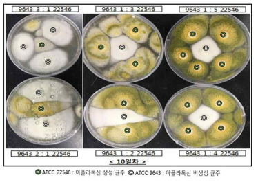 Growth inhibition of Aspergillus flavus 22546 by Aspergillus flavus 9643, a non-aflatoxin producing species after 10 days incubation
