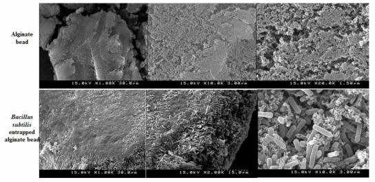 Scanning electron microscopy image of alginate bead and Bacillus subtilis entrapped in alginate bead.
