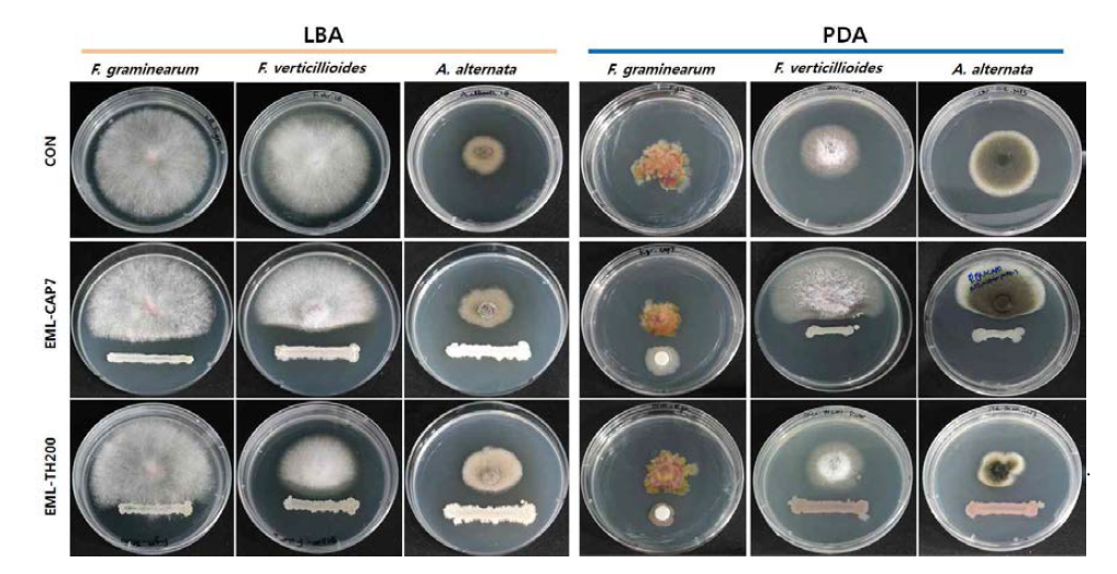 Luria-bertani broth agar (LBA)와 potato dextrose agar (PDA) 배지별 Bacillus methylotrophicus EML-CAP7 and Bacillus subtilis EML-TH200의 F. graminearum, F. verticillioides, A. alternata에 대한 항균활성.