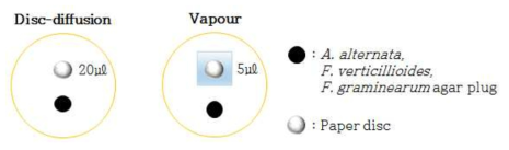 Disc-diffusion법과 vapour법을 이용한 EO의 항균활성.