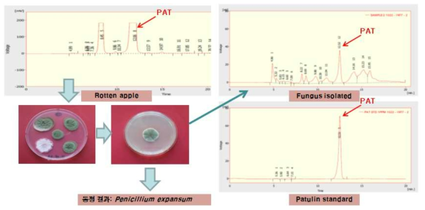 사과로부터 분리한 Penicillium expansum 균주의 파튤린 생성 확인