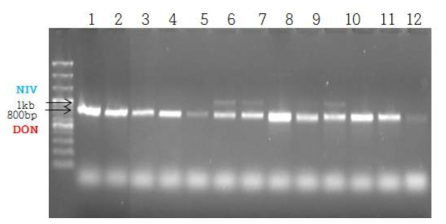 동정된 곰팡이의 DON형성 PCR 확인.