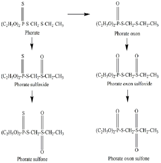 Phorate 대사산물의 대사경로