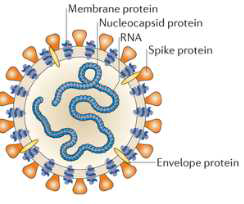일반적인 코로나 바이러스의 구조