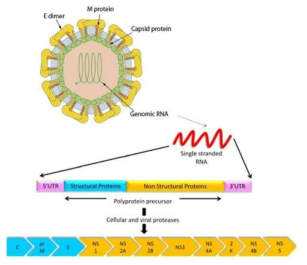 지카 바이러스 모식도와 genome 구조