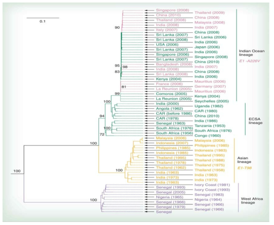 다양한 CHIKV 변이주의 계통학적 분류. 다양한 변이주들은 발생지역과 분리시기 에 따라 나누어 지며 Indian ocean, ESCA(East/Central/South Africa), Asian, West Africa lineage로 총 4 종류의 변이주로 분류됨