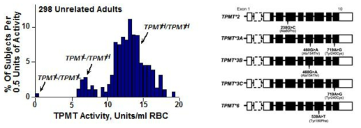 TPMT 유전자 돌연변이에 따른 TPMT 단백의 활성도
