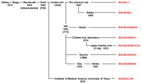 BALB/c의 아품종(substrain) 계통도