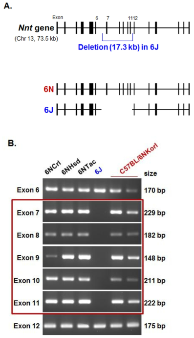 Nnt gene 결손 여부 확인 (A) C57BL/6 substrai에서 N과 J의 차이 (B) C57BL/6NKorl의 Nnt 유전자 보존 확인