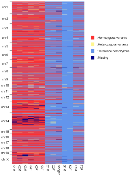 Genotypic aspects of variants identified in 13 C57BL/6N by whole genome sequencing.