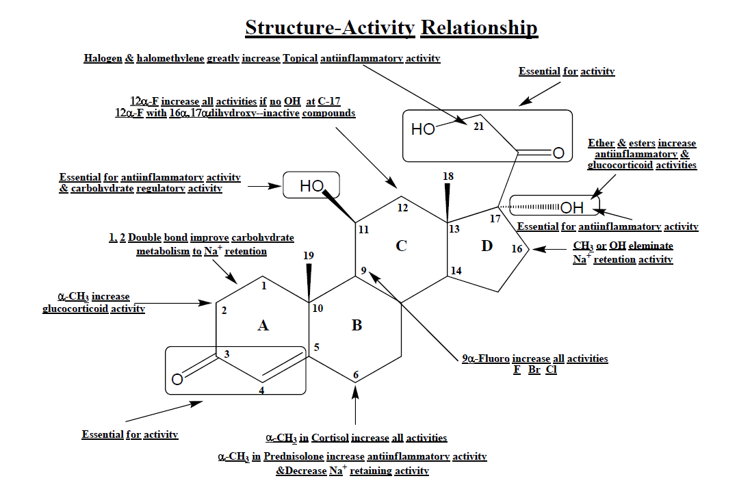 스테로이드의 구조-활성관계