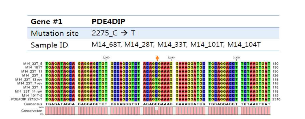 유전체 DNA 상에서 PCR과 생어염기서열분석으로 검증된 PDE4DIP 돌연변이