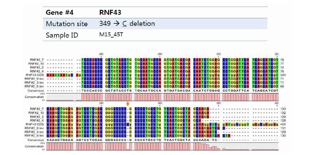 전체 DNA 상에서 PCR 생어염기서열분석으로 검증된 RNF43 c.349delC 돌연변이