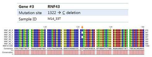유전체 DNA 상에서 PCR과 생어염기서열분석으로 검증된 RNF43 c.1322delC 돌연변이