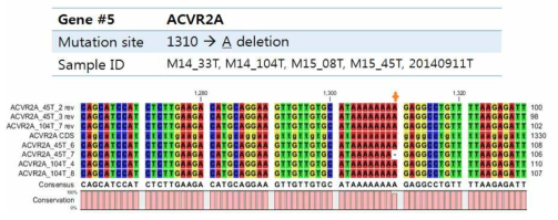 유전체 DNA 상에서 PCR과 생어염기서열분석으로 검증된 ACVR2A 돌연변이