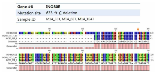 유전체 DNA 상에서 PCR과 생어염기서열분석으로 검증된 INO80E 돌연변이