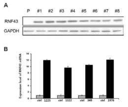 HAP1 RNF43 녹아웃 세포에 정상 RNF43 (A)과 각각의 돌연변이 RNF43 (B)을 형질도입시켜 안정화 세포주(stable cell line) 발암모델을 제작하고 Western blotting (A)과 정량 RT-PCR (B)로 발현정도를 확인함