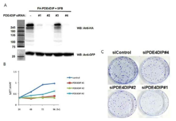 PDE4DIP의 발현 억제가 세포의 증식을 억제함을 확인