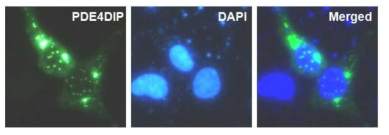 PDE4DIP 단백질이 세포질과 핵 내에 존재하는 다기능 단백질임을 확인
