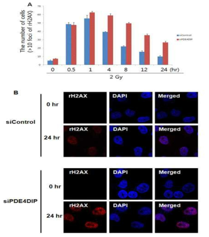 PDE4DIP 단백질이 DNA의 수리와 유전체 안정성에 관여함을 확인: PDE4DIP의 발현을 억제한 세포에서 방사선을 조사하여 DNA의 손상을 유도하고 인산화(활성화)된 H2AX를 IF로 관 찰(B)하고 수를 측정함