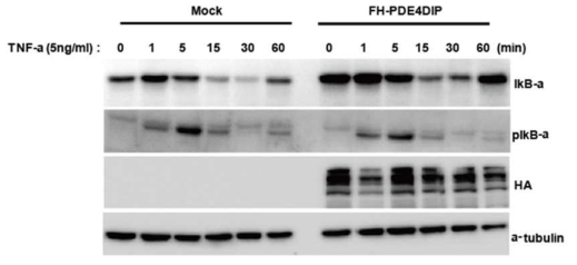 PDE4DIP 단백질이 NF-kB signal 활성에 Key marker인 IkB-α의 phosphorylation dependent degradation을 억제.