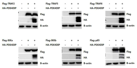 PDE4DIP 단백질의 과발현 되었을 시 NF-kB 신호전달체계에 관련되는 단백질들의 stability를 확인