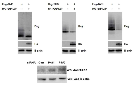 NF-kB 신호전달체계에 관련되는 단백질 중에서 TAB2, TAB3의 stability는 PDE4DIP 단백질의 과발현에 의해 감소됨