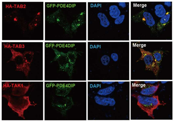 PDE4DIP 단백질이 세포질과 핵 내에서 TAB2, TAB3과 같이 위치함