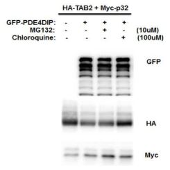 Lysosome의 기능이 억제되면 PDE4DIP에 의한 TAB2의 분해가 일어나지 않음을 확인함