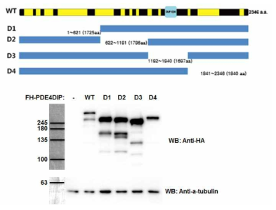 PDE4DIP 단백질의 도메인별 deletion mutant 제작 및 발현량 확인