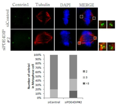 PDE4DIP 단백질 발현이 감소 시 centriole의 숫자가 증가하는 것을 확인