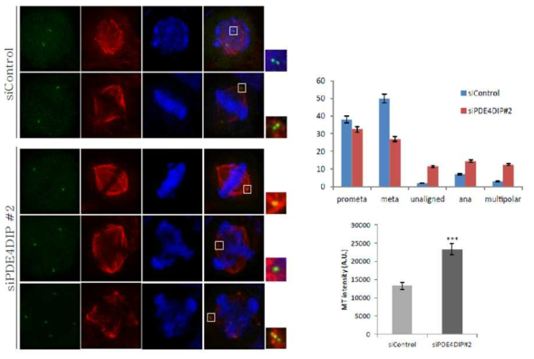 PDE4DIP 단백질의 발현이 감소되었을 시 mitotic progression이 증가되는 현상을 확인